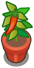 File:Chili In-A-Pot harvest.png