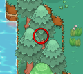 Patch of Pine Trees with the plushie's location circled